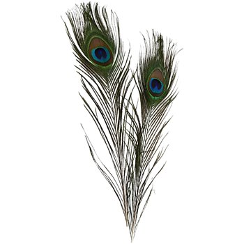 Pluma de pavo real - 10 unidades