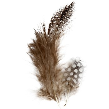 Plumas de gallina de guinea - 3 gr