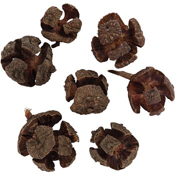 Cono de ciprés - 110 gr