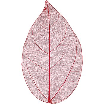 Esqueleto de hojas - 20 unidades