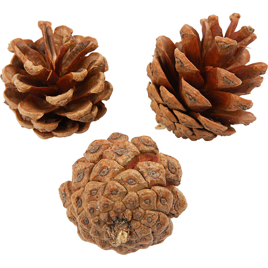 Piñas ⌀ 40 mm 500 g