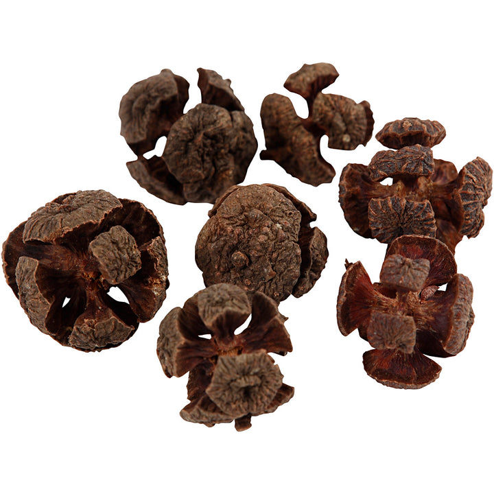 Cono de ciprés - 110 gr