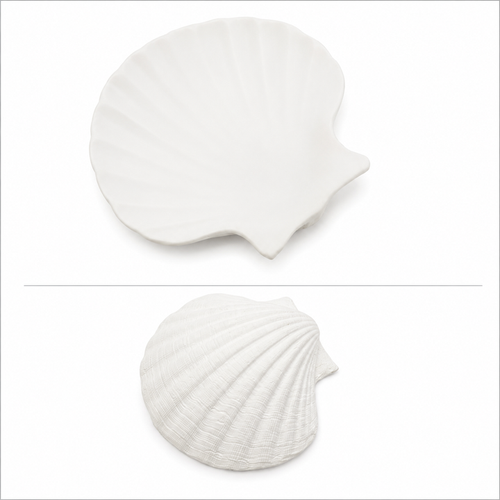Concha natural blanca